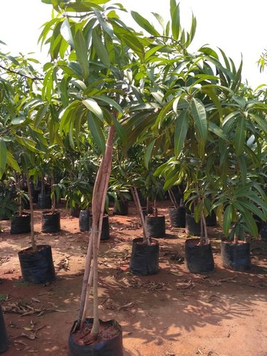 Chinna Rasam Mango Plant