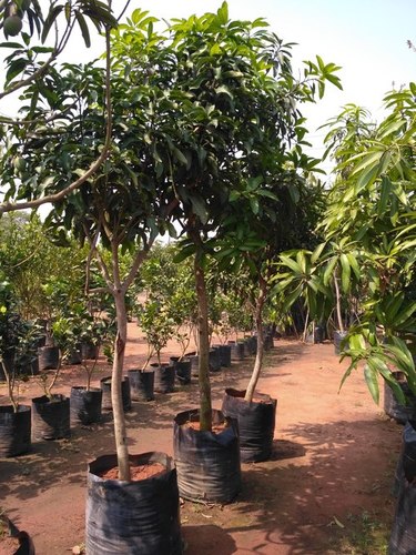 Cherukurasam Mango Plant