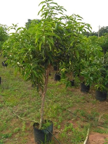 Sindhu Mango Plant