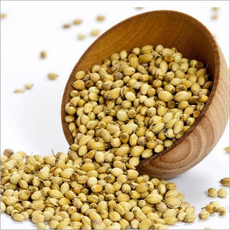Coriander