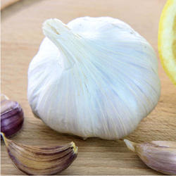 Garlic Extract By NATURE & NURTURE HEALTHCARE PVT. LTD.