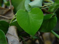 Giloy Ext. (10:1) Natural Herbal Extract