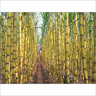 Sugar Processing Chemicals