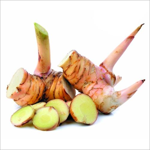 Java Galangal