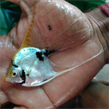 White Angel Fish - Small Silver Angelfish, Vibrant Colors, Hardy, Peaceful Nature