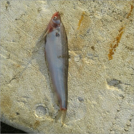 Pabda Fish
