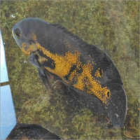 Oscar Fish
