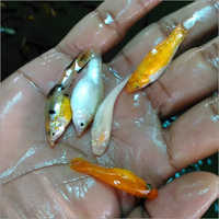 Guppy Fish
