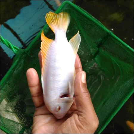 White Telapiya Fish