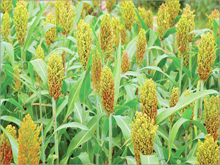 Fresh Millet