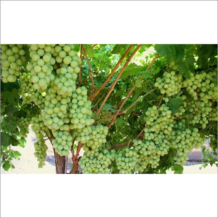 Fresh Green Grapes