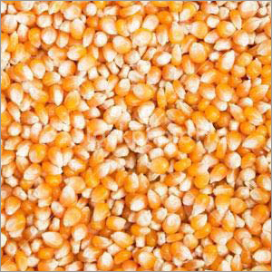 Organic Maize By DADRI COMMERCIAL PVT LTD.