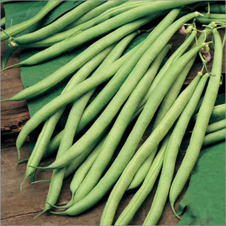 Hybrid Bean Seeds By DOCTOR SEEDS PVT. LTD.