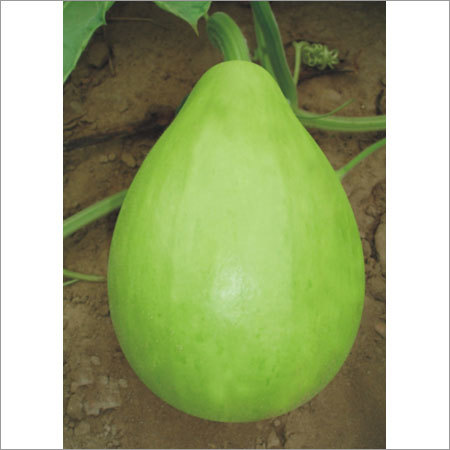 Hybrid Bottle Gourd Seeds
