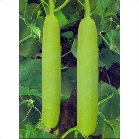 Open Pollinated Bottle Gourd Seeds