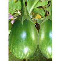 Hybrid Brinjal Seed