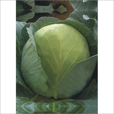 Green Hybrid Cabbage Seeds