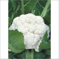 Hybrid Cauliflower Seeds