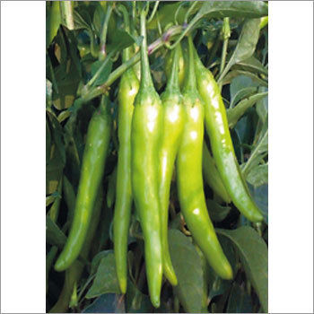 Hybrid Chilli Seeds