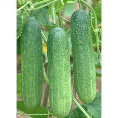 Green Hybrid Cucumber Seed