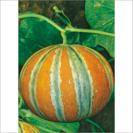 Hybrid Muskmelon Seeds Grade: A