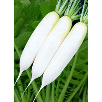 White Hybrid Radish Seeds