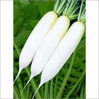 Hybrid Radish Seeds