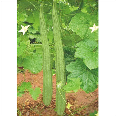 Green Ridge Gourd Seeds