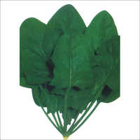 Fresh Spinach Seeds