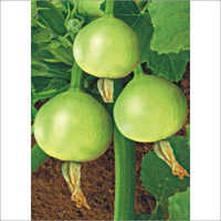 Hybrid Summer Squash Seed
