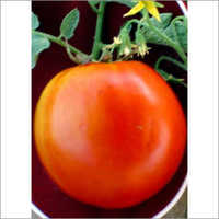Hybrid Tomato Seed