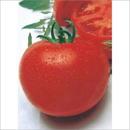 Open Pollinated Tomato Seed