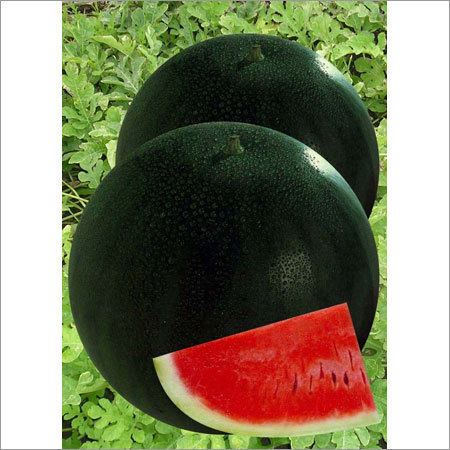 Hybrid Watermelon Seeds By DOCTOR SEEDS PVT. LTD.