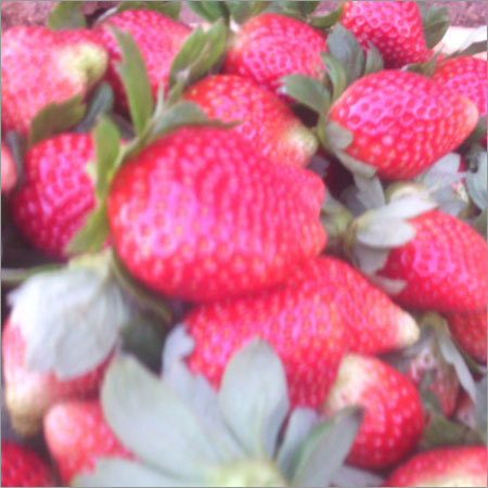 Fresh Strawberry