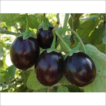 Fresh Brinjal