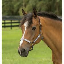 Horse Halter
