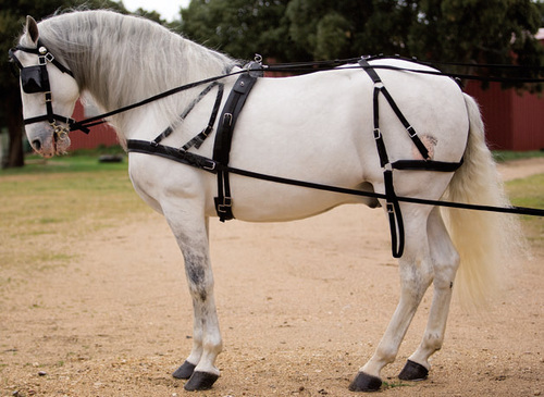 Nylon Horse Harness