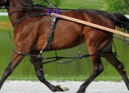 Horse Harness And Crupper