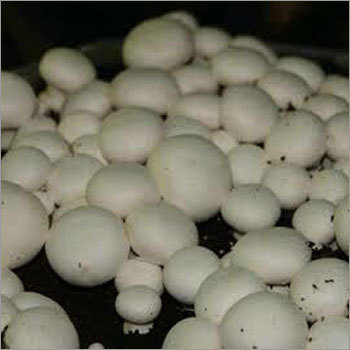 White Mushroom