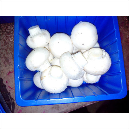 Fresh Button Mushrooms