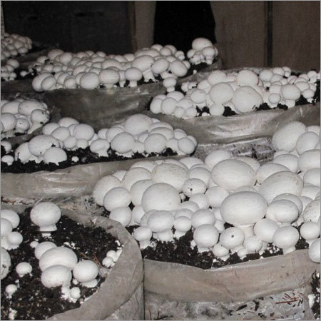 Pure White Mushroom