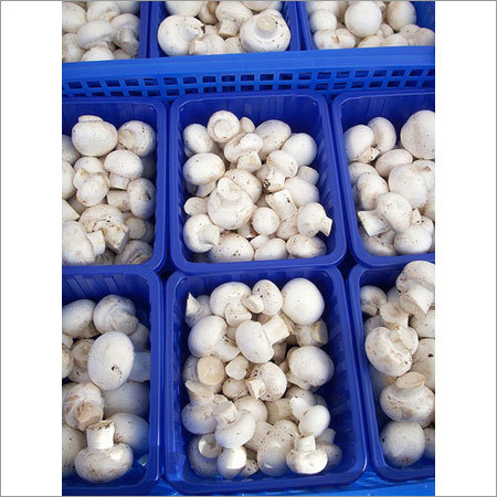 Button Mushrooms