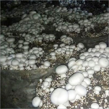 Fresh Pure Mushroom