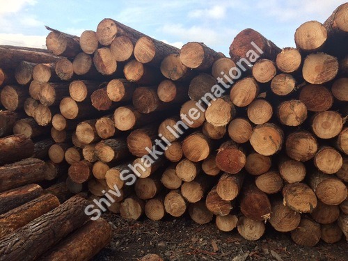 Pinewood Round Logs By SHIV SHAKTI INTERNATIONAL PVT. LTD.