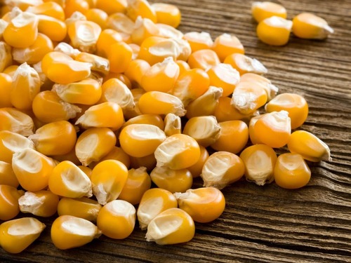 Animal Feed Yellow Maize