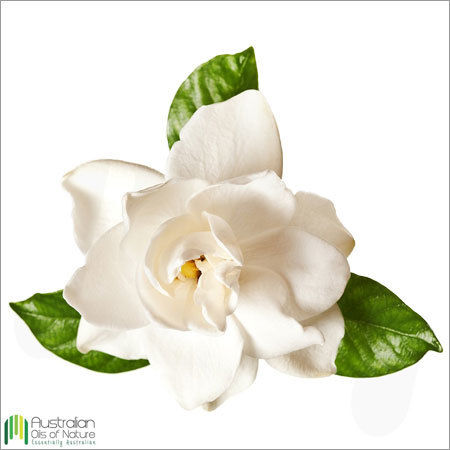 Gardenia Absolute Oil