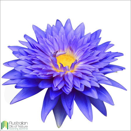 Blue Lotus Absolute Oil By AUSTRALIAN OILS OF NATURE