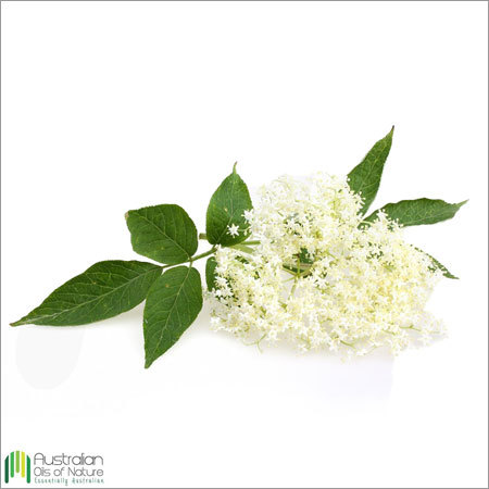 Anise Myrtle Essential Oil By AUSTRALIAN OILS OF NATURE