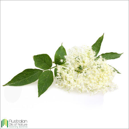 Anise Myrtle Essential Oil