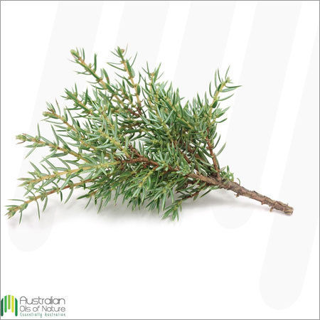 Blue Cypress Essential Oil